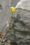 Slender Draba blossoms