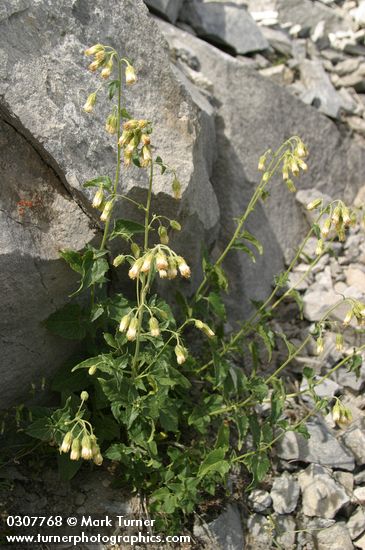 Brickellia grandiflora