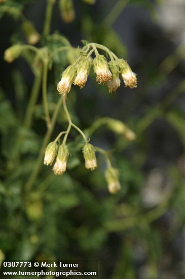 Brickellia grandiflora