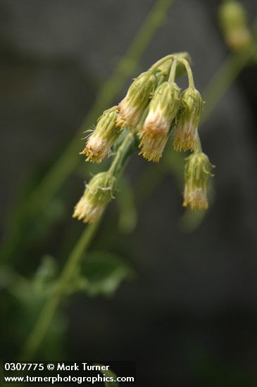 Brickellia grandiflora