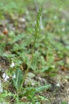 Rattlesnake Plantain