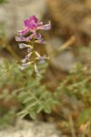 Northern Sweet-broom