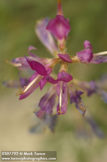 Hedysarum boreale