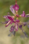 Northern Sweet-broom blossoms detail