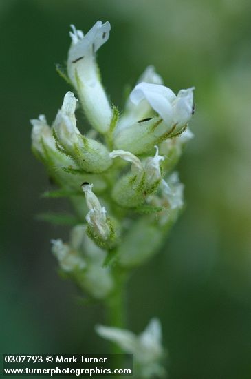 Oxytropis campestris var. cusickii