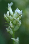 Cusick's Loco Weed blossoms detail