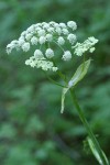 Sharptooth Angelica blossoms detail