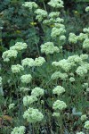 Creamy Eriogonum