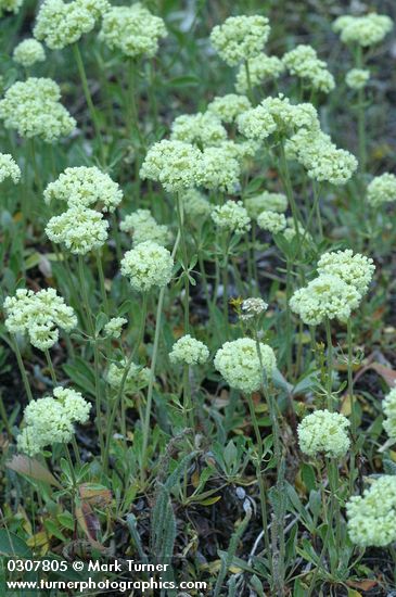 Eriogonum heracleoides