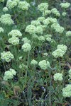 Creamy Eriogonum