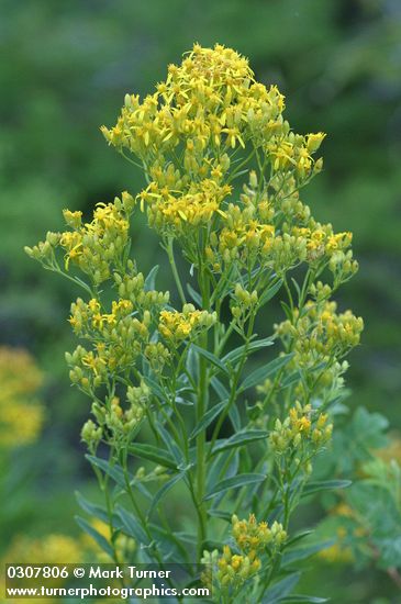 Solidago canadensis var. salebrosa