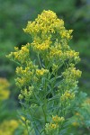 Meadow Goldenrod