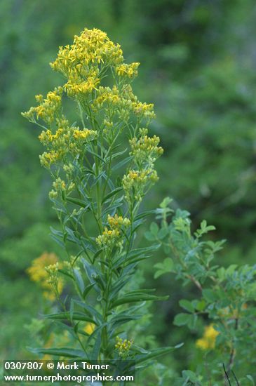 Solidago canadensis var. salebrosa