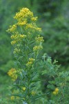 Meadow Goldenrod