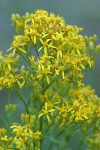 Meadow Goldenrod blossoms detail
