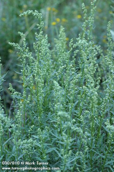 Artemisia dracunculus