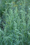 Dragon Wormwood