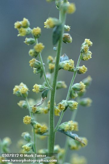 Artemisia dracunculus