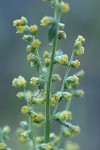 Dragon Wormwood blossoms detail