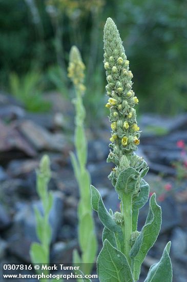 Verbascum thapsus