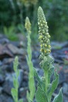 Woolly Mullein