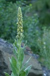 Woolly Mullein