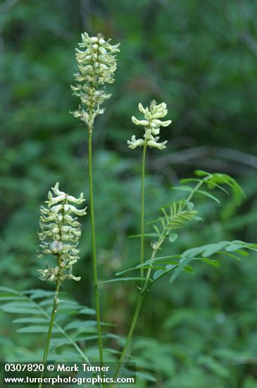 Astragalus canadensis var. mortonii