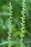 Short-spurred Rein Orchid