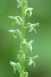 Short-spurred Rein Orchid blossoms