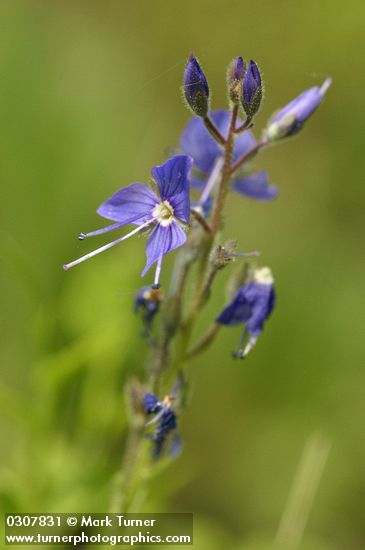 Veronica cusickii