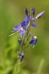 Cusick's Speedwell blossoms detail