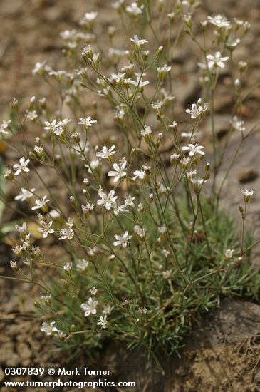 Arenaria capillaris