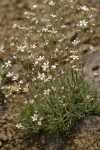 Mountain Sandwort