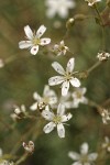 Mountain Sandwort blossoms detail