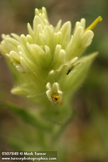 Castilleja chrysantha