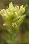 Wallowa Paintbrush bracts detail