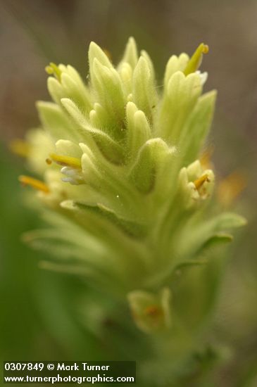 Castilleja chrysantha
