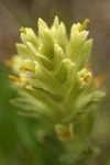 Wallowa Paintbrush bracts detail