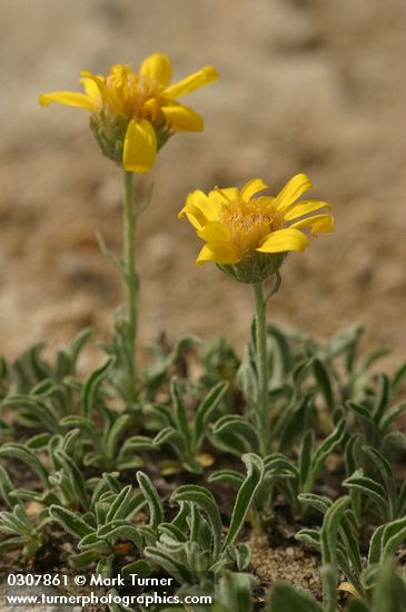 Stenotus lanuginosus var. lanuginosus
