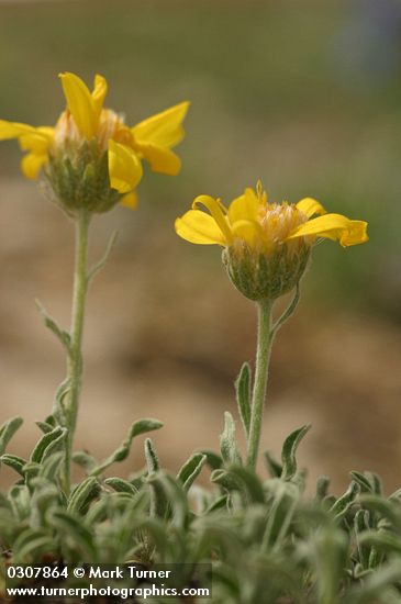 Stenotus lanuginosus var. lanuginosus