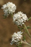 Ballhead Ipomopsis blossoms detail