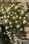 Nuttall's Linanthus w/ Ballhead Ipomopsis