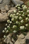 Nuttall's Linanthus w/ Ballhead Ipomopsis