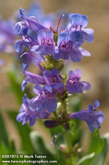 Penstemon payettensis