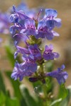 Payette Penstemon blossoms detail