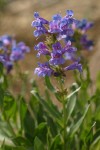 Payette Penstemon blossoms & foliage