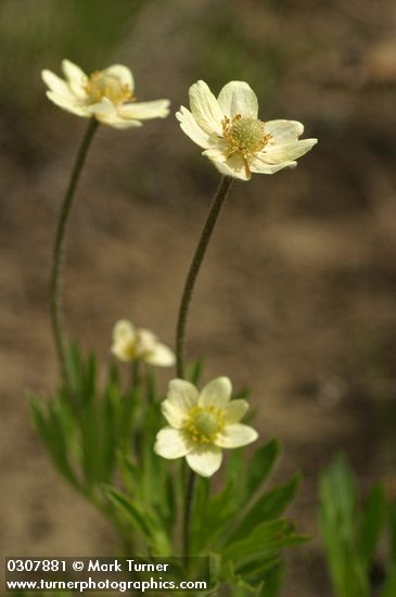 Anemone multifida