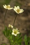 Cut-leaf Anemone (yellow form)