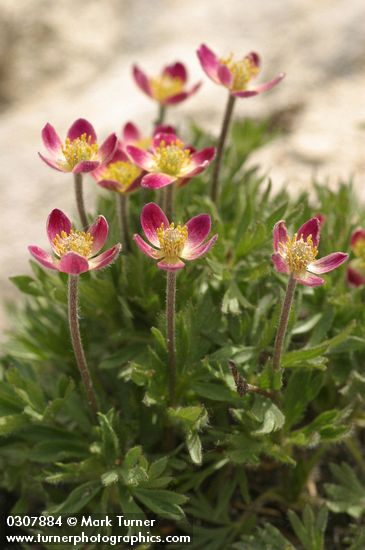 Anemone multifida