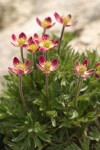 Cut-leaf Anemone (pink form)